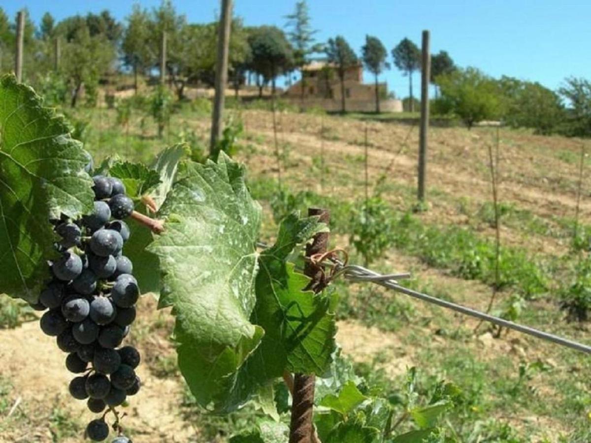 Agriturismo Colle Pu Pieve San Nicolo Ngoại thất bức ảnh